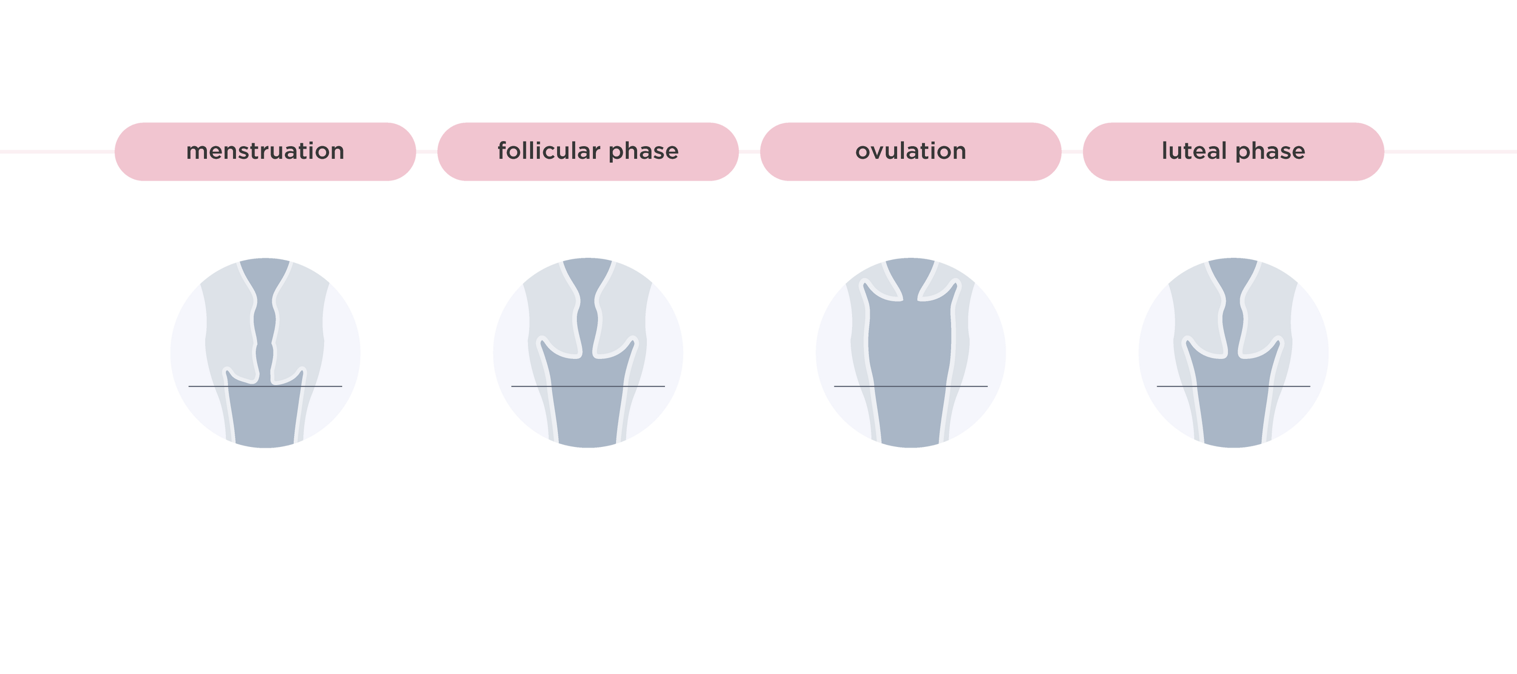 Understanding Cervix Changes During Your Menstrual Cycle