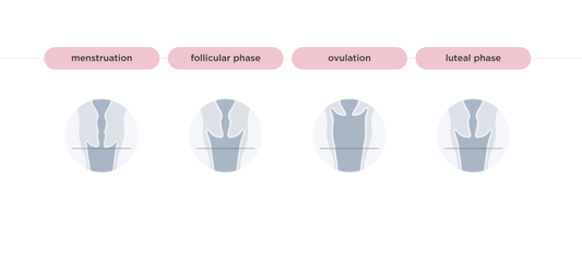 Understanding Cervix Changes During Your Menstrual Cycle