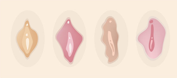 The Beauty of the Vulva